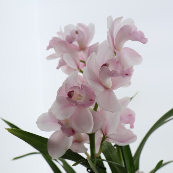 Tsümbiidium 'Pink Bell' P14 5õv