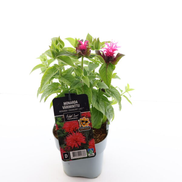 Monarda 'Cranberry Lace' P14 Eestis kasvatatud