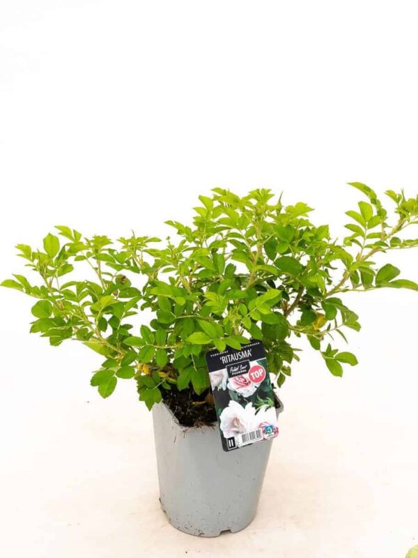 Pargiroos 'Ritausma' P21