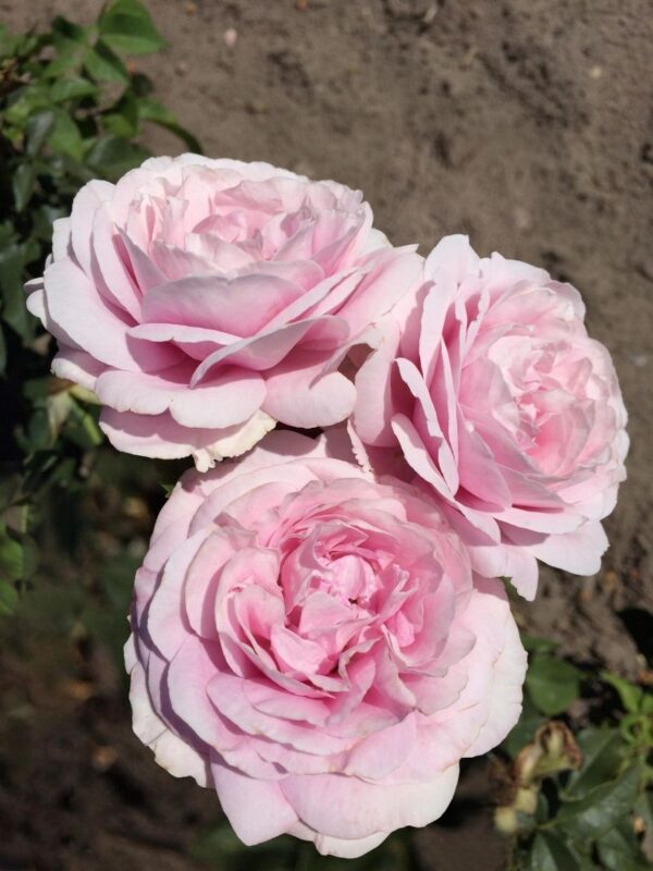 Floribundroos 'Königin Marie' P24