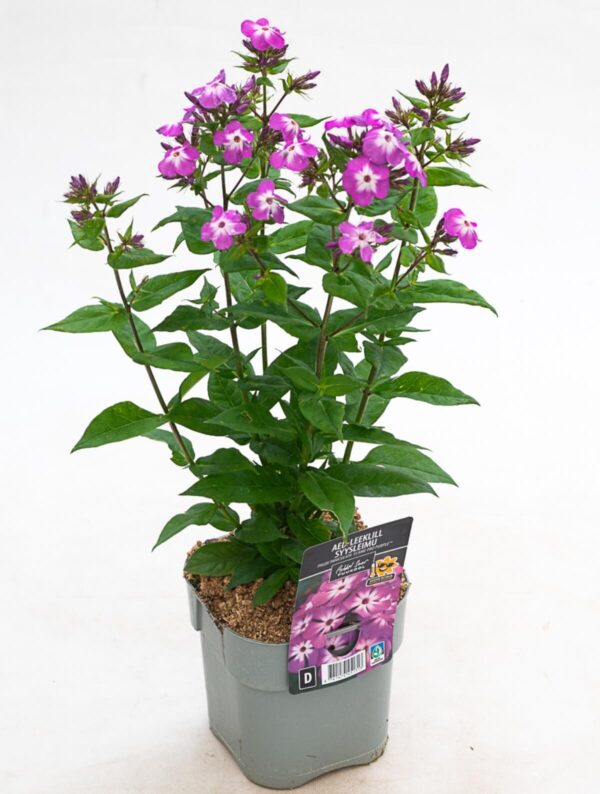 Aed-leeklill 'Flame Pro Purple' P17 Eestis kasvatatud