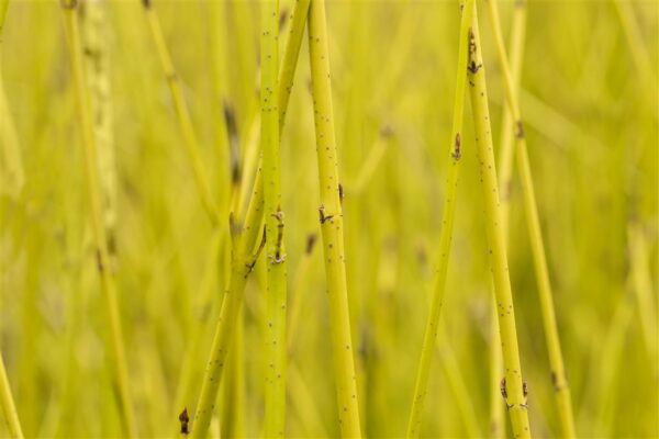 Võsund-kontpuu 'Flaviramea' P23 60cm