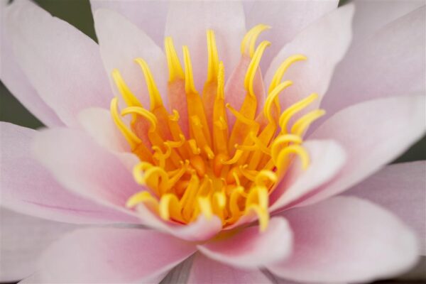 Vesiroos 'American Star' P11