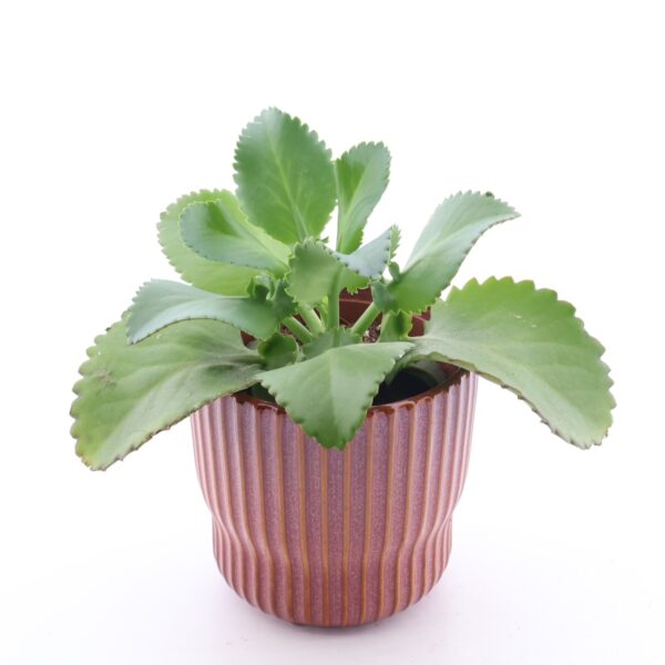 Daigremonti kalanhoe P12