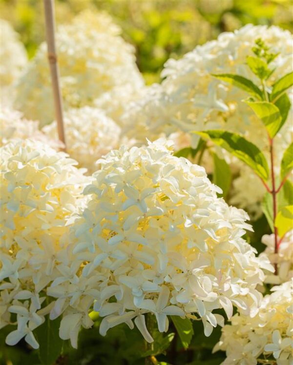 Aedhortensia 'Skyfall' P26