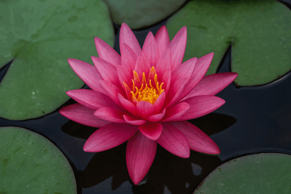 Vesiroos 'Rose Arey' P11