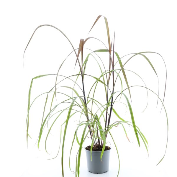 Purpur-hiidhirss 'Vertigo' P19