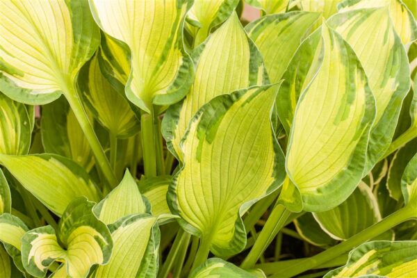 Hosta 'June'® P14 Eestis kasvatatud