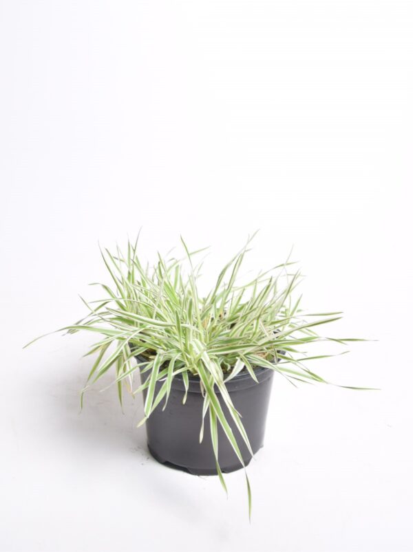 Pehme mesihein 'Jackdaws Cream' P14 Eestis kasvatatud