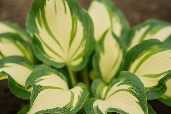 Hosta 'Hans' P14 Eestis kasvatatud