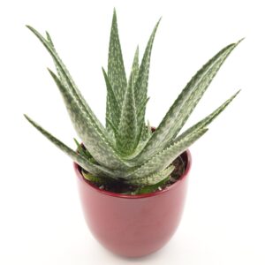 Aaloe Medivera Meridiaan P14