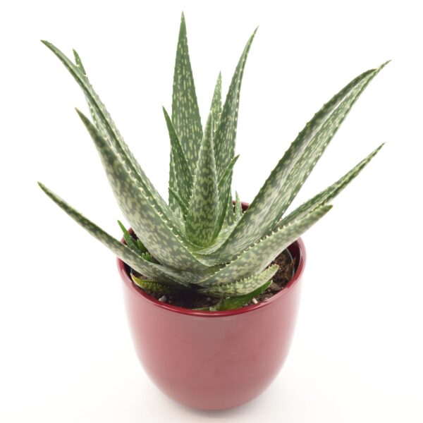 Aaloe Medivera Meridiaan P14