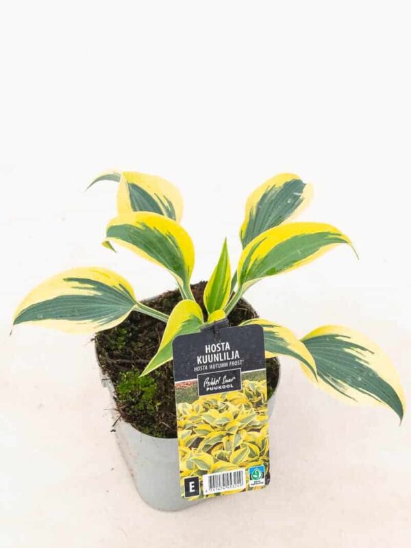 Hosta 'Autumn Frost' P15 Eestis kasvatatud
