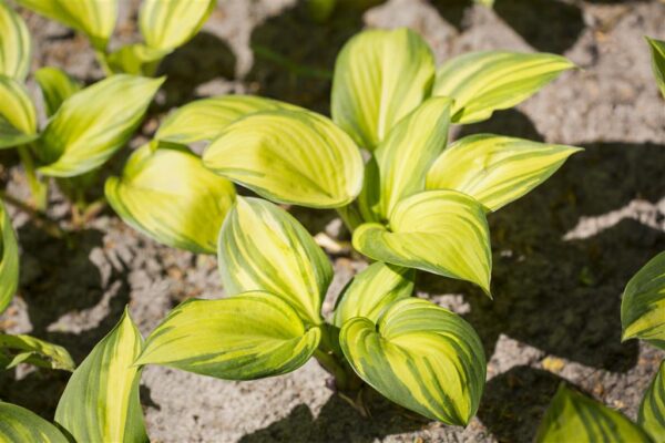 Hosta 'Stained Glass' P14 Eestis kasvatatud