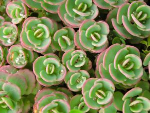 Kukehari ‘Sunsparkler Lime Zinger’ P17 Eestis kasvatatud