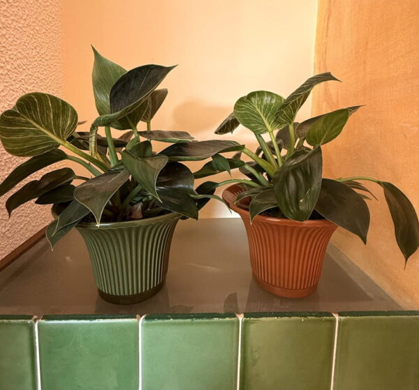 Lillepott Triip Ø24x h16cm pruun