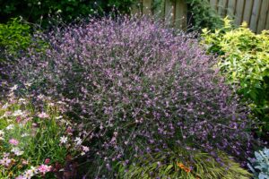 Harilik raudürt ‘Bampton’ P17 Eestis kasvatatud