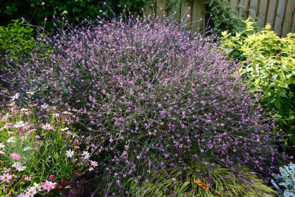 Harilik raudürt 'Bampton' P17 Eestis kasvatatud