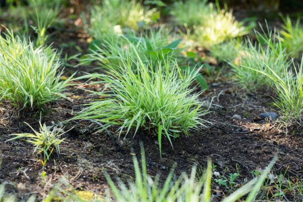 Tarn P12 Eestis kasvatatud