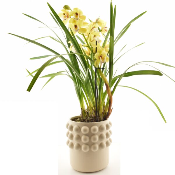 Tsümbiidium 'Anna' P14 2õv