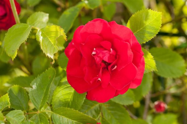 Roniroos 'Flammentanz'® P19 Eestis kasvatatud