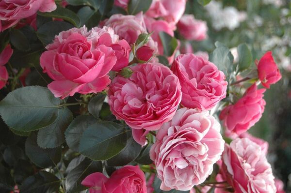 Peenraroos 'Leonardo da Vinci' P17