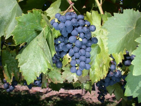 Viinapuu 'Beta' P15 50cm