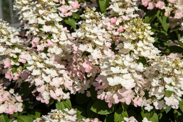 Aedhortensia 'Early Harry' P23 50cm