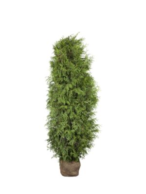 Harilik elupuu ‘Brabant’ 180-200cm mullapalliga