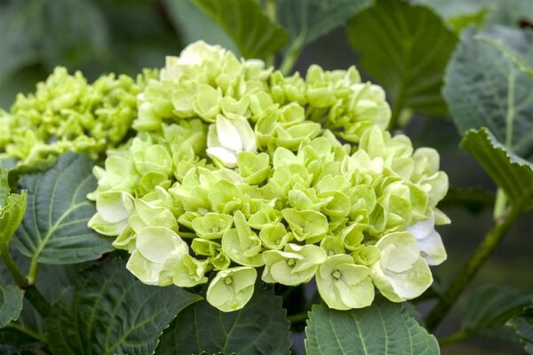 Suurelehine hortensia 'Wudu' P23