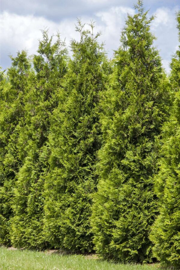 Harilik elupuu 'Smaragd' 120-140cm mullapalliga