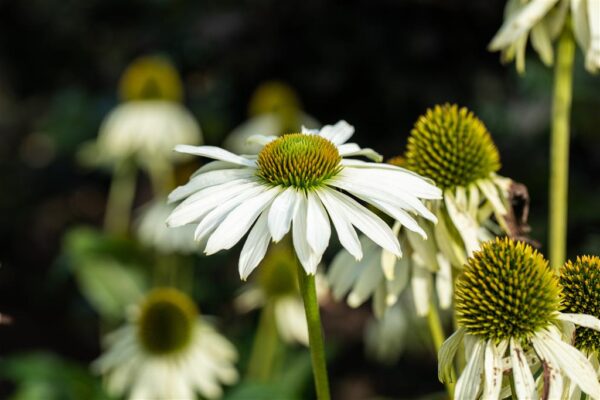 Punane siilkübar 'Meditation White' P11