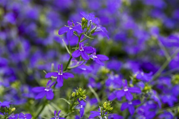 Ripp-lobeelia 'Curacao Basket Dark Blue' P23