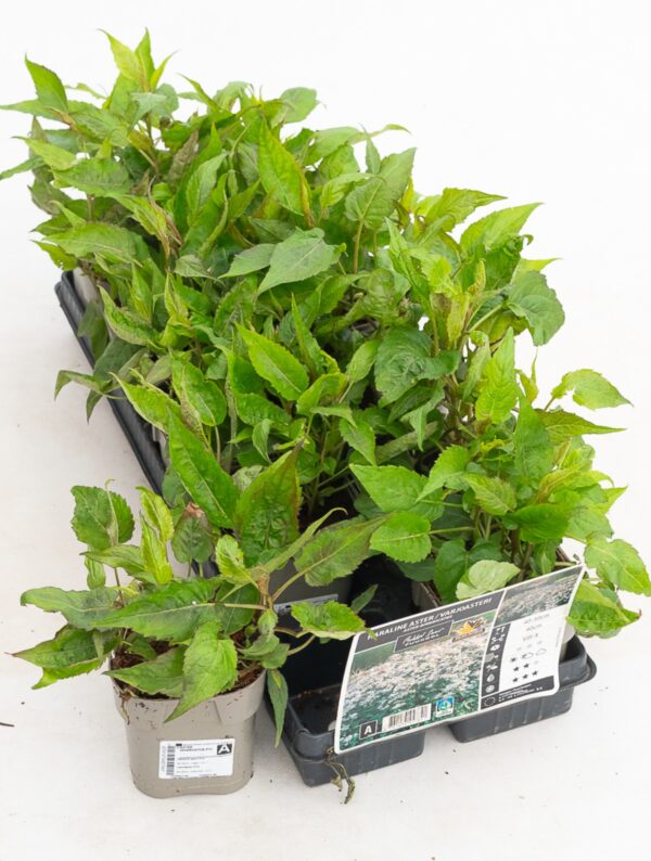 Haraline võsaaster P12 Eestis kasvatatud