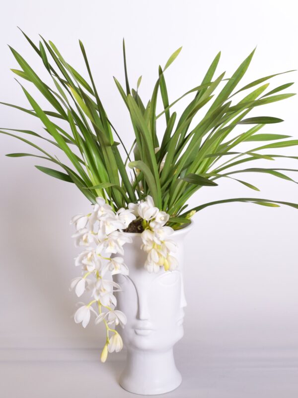 Tsümbiidium 'Ice Cascade' P14 2-3 õievart