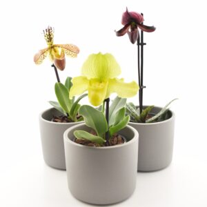 Veenuseking P9 erinevad