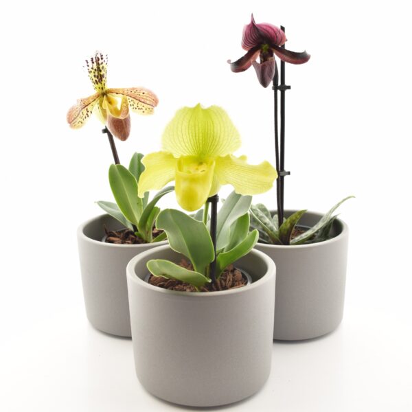 Veenuseking P9 erinevad