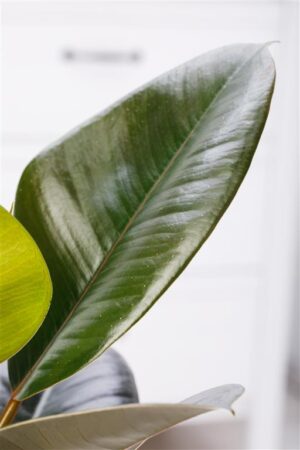 Kummi-viigipuu ‘Robusta’ P27 50-60cm 3 taime