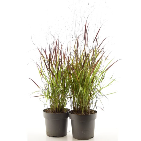 Vitshirss 'Cheyenne Sky' P19