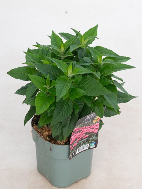 Monarda 'Bubblegum Blast' P17 Eestis kasvatatud