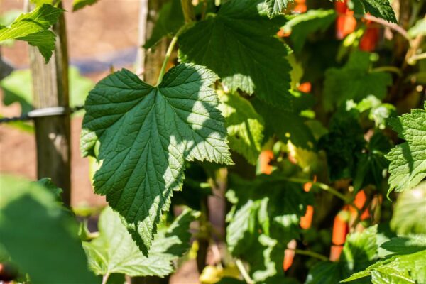 Sõstik 'Josta' P18 (karussõstar) 50cm