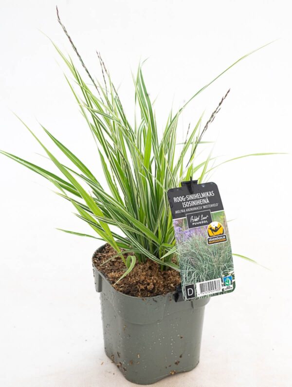 Roog-sinihelmikas 'Mostenveld' P17 Eestis kasvatatud