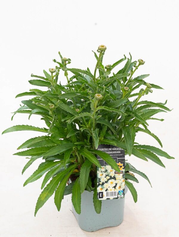 Härjasilm 'Victorian Secret' P14 Eestis kasvatatud