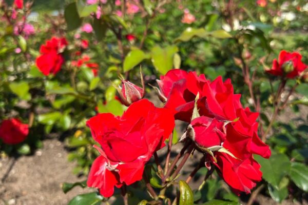 Pinnakatteroos 'Satchmo' P14