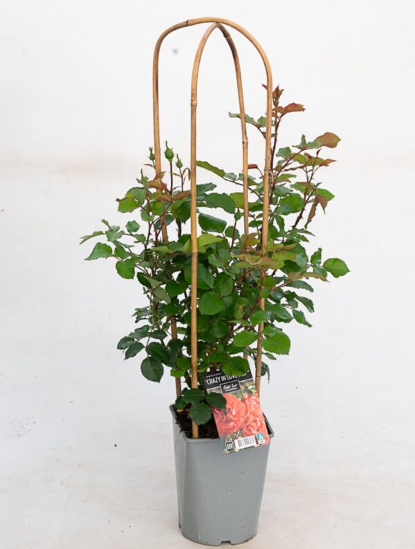 Roniroos 'Crazy in Love Red'® P21 Eestis kasvatatud