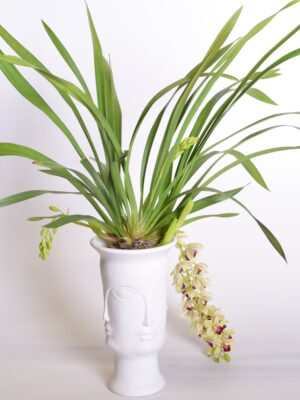 Tsümbiidium ‘Jaina’ P14 3-4õv