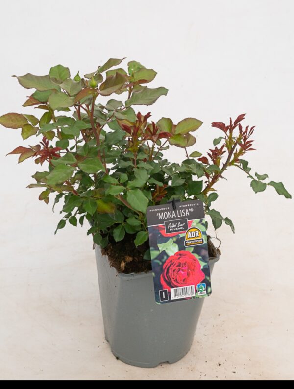 Peenraroos 'Mona Lisa' P21 Eestis kasvatatud