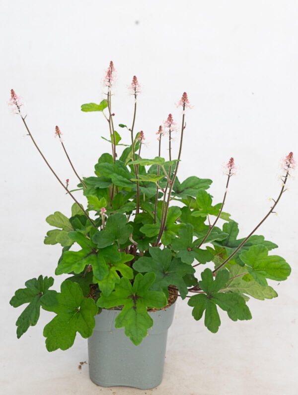 Tiarell 'Spring Symphony'® P14 Eestis kasvatatud