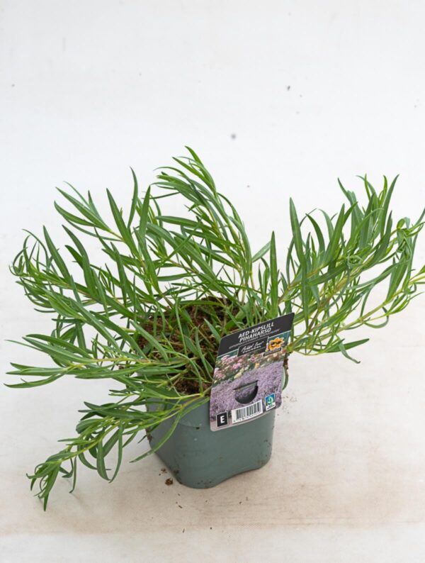 Kipslill 'Rosenschleier' P14 Eestis kasvatatud