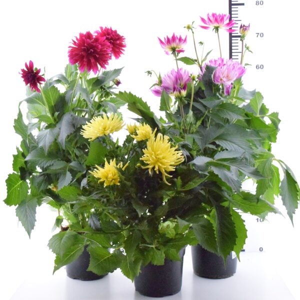 Suvidaalia P17 XL Eestis kasvatatud